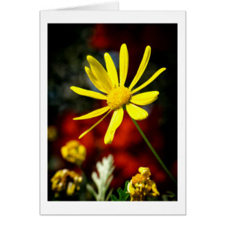 Kisserad av Sol Hälsningskort