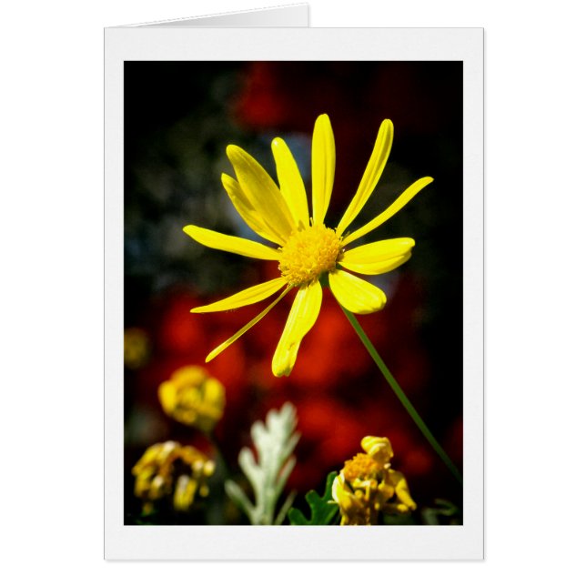 Kisserad av Sol Hälsningskort (Framsidan)