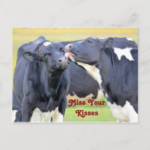Kisses Cute cows vykort