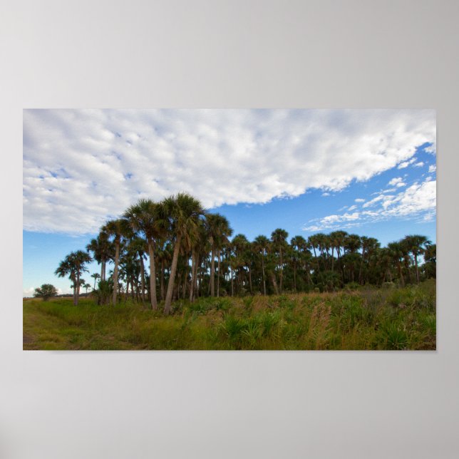 Kissimmee Prairie Hammock, Florida Poster (Framsidan)