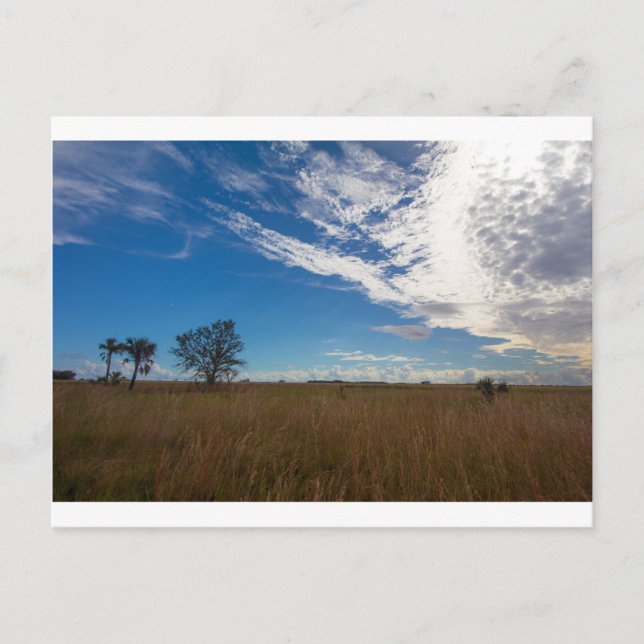 Kissimmee Prairie Preserve State Park, Florida Vykort (Framsida)