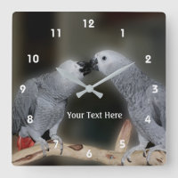 Kissing African Grått Parrots Animal