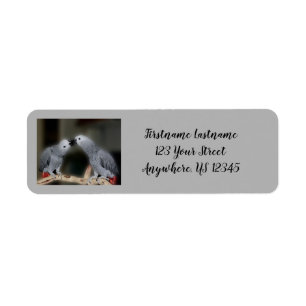 Kissing African Grått Parrots Cute Bird Adress Returadress Etikett