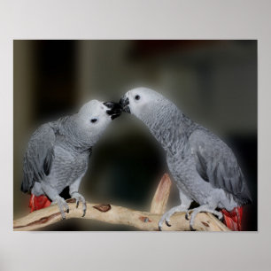 Kissing African Grått Parrots Cute Bird Poster