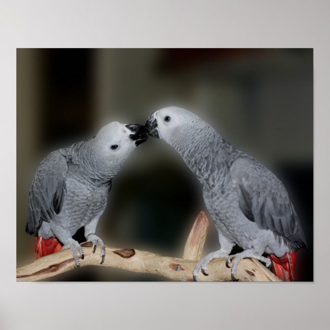 Kissing African Grått Parrots Cute Bird Poster (Framsidan)