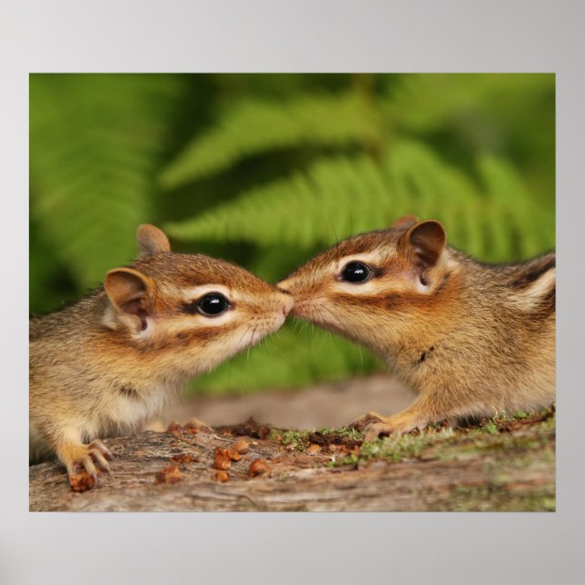 Kissing Baby Chipmunks Poster (Framsidan)