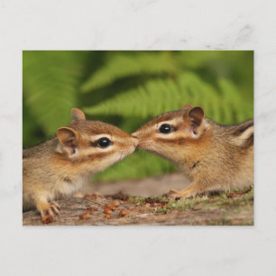 Kissing Baby Chipmunks Vykort
