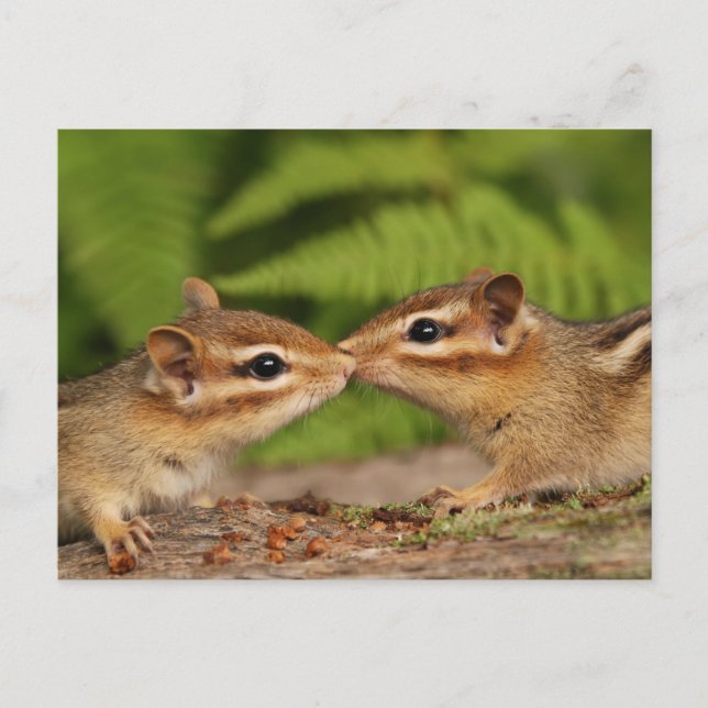 Kissing Baby Chipmunks Vykort (Framsida)