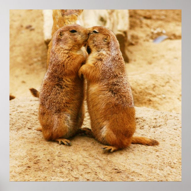 Kissing Black Tails Prairie Hundar Poster (Framsidan)