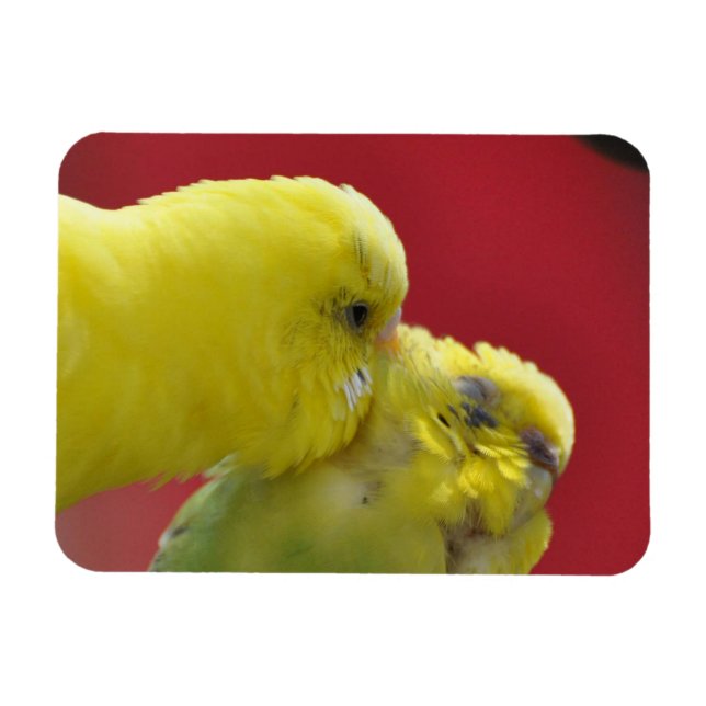 Kissing Budgies! Magnet (Horisontell)