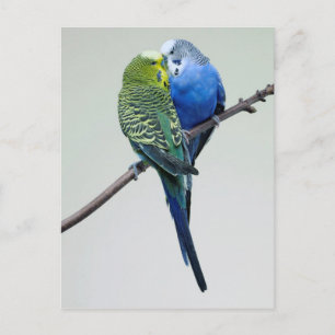 Kissing Budgies Vykort