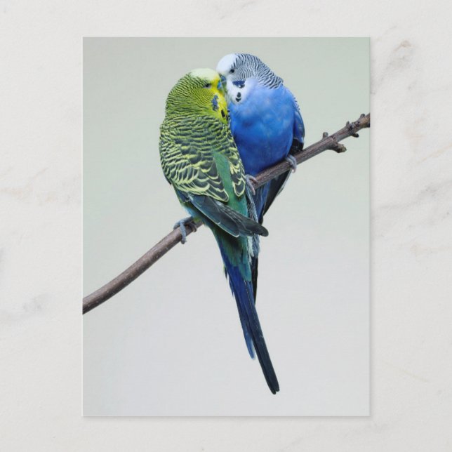 Kissing Budgies Vykort (Framsida)