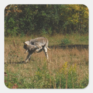 Kissing Butt Donkey Fyrkantigt Klistermärke