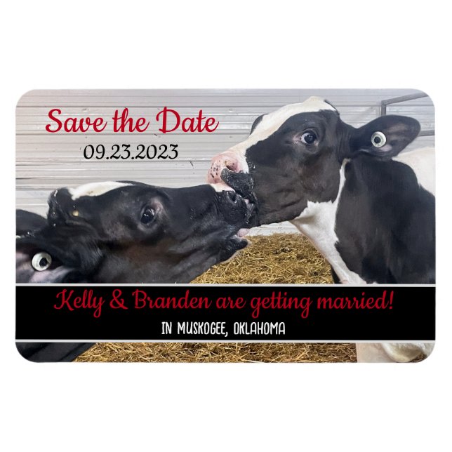 Kissing Calves Bröllop spara datum Magnet (Horisontell)