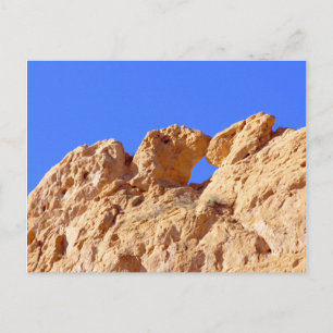 Kissing Camels Vykort