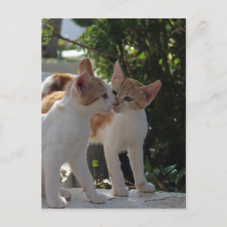 Kissing Cats Vykort