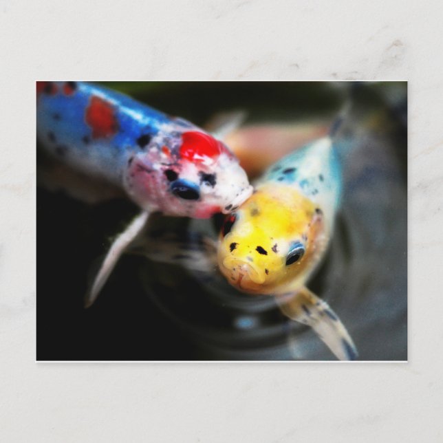 Kissing fish vykort (Framsida)