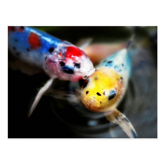Kissing fish vykort