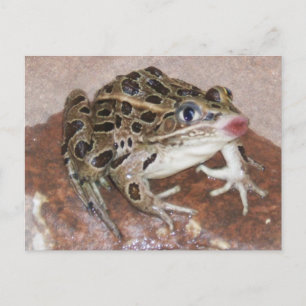 Kissing Frog Vykort
