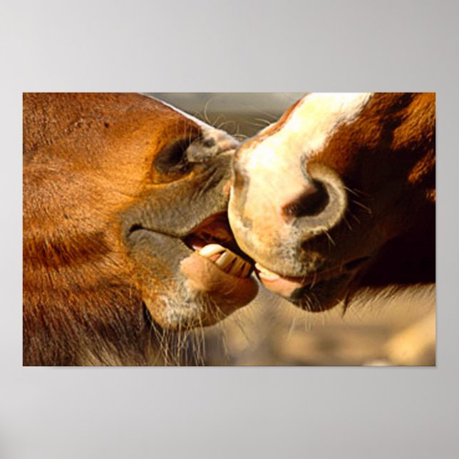 Kissing Horses Poster (Framsidan)