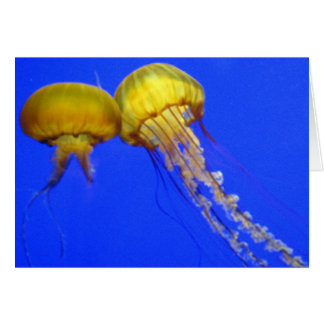 Kissing Jellyfish Hälsningskort
