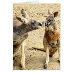 Kissing Kangaroos Hälsningskort