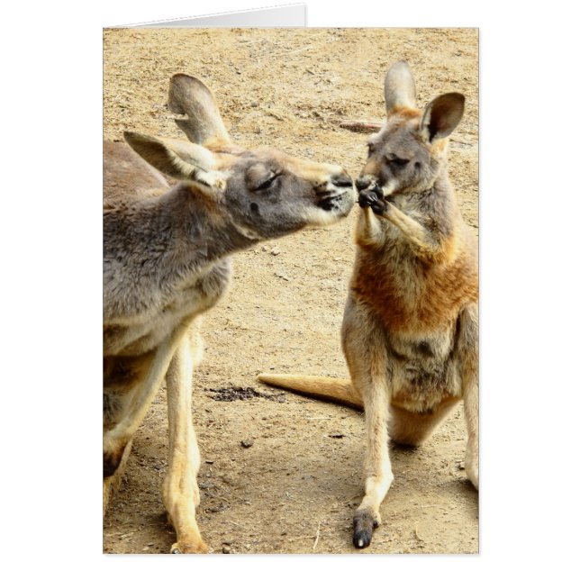 Kissing Kangaroos Hälsningskort (Framsidan)
