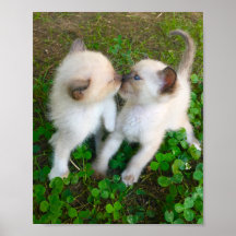 kissing kittens