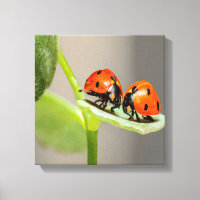 Kissing Ladybugs