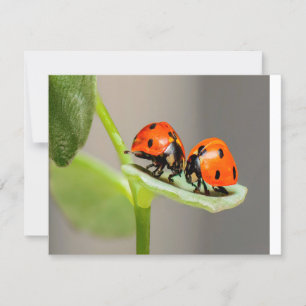 Kissing Ladybugs Kort