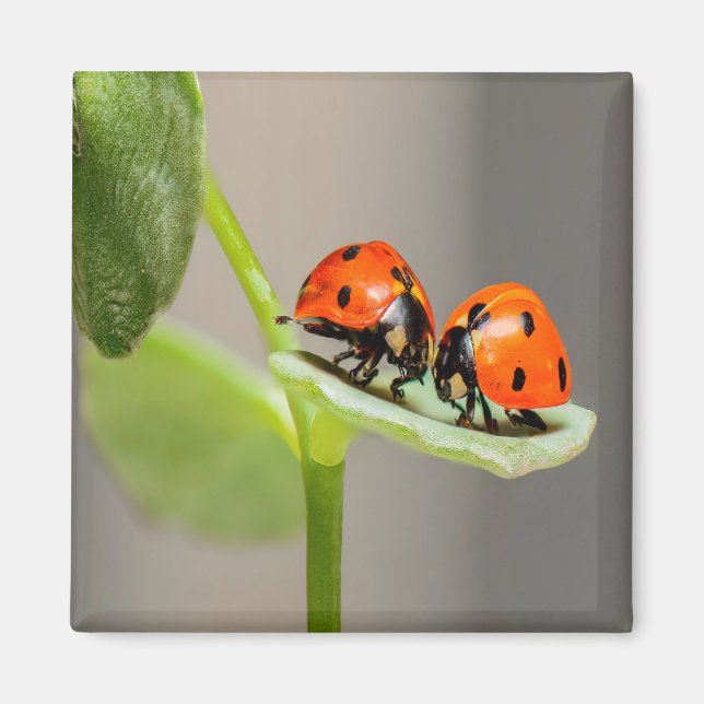 Kissing Ladybugs Magnet (Framsidan)