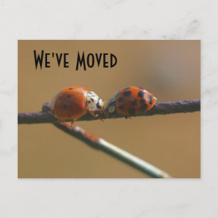 Kissing Ladybugs Nya adress natur Meddelande Vykort