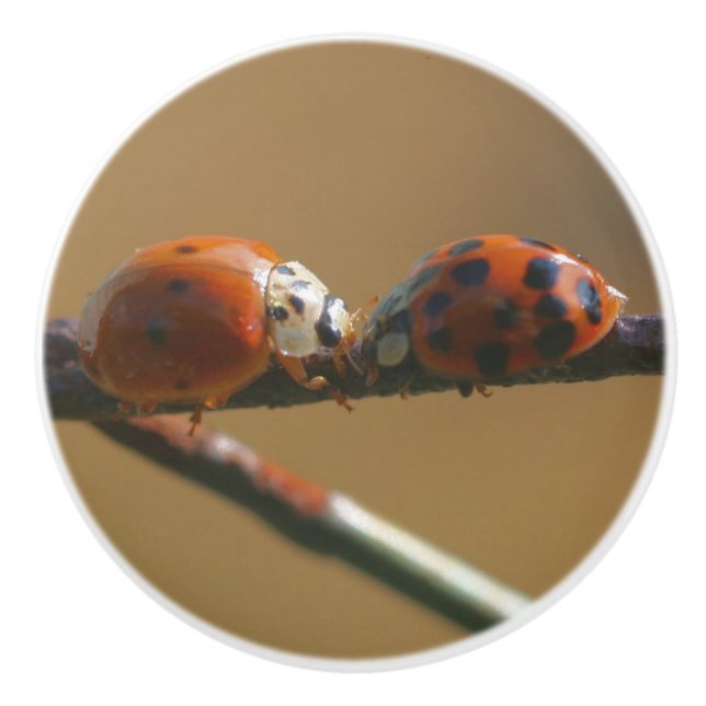 Kissing Ladybugs på ett trådstängt stängsel Knopp (Framsidan)