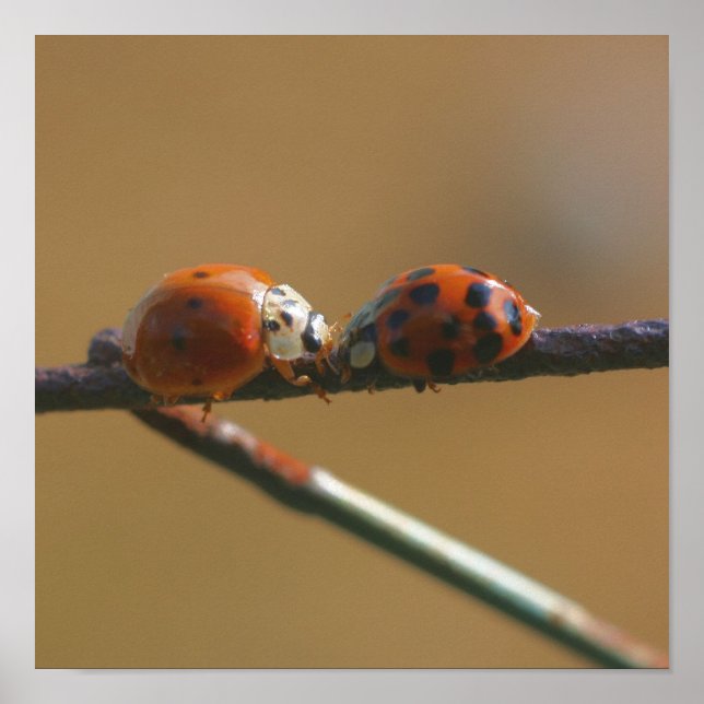 Kissing Ladybugs på ett trådstängt stängsel Poster (Framsidan)