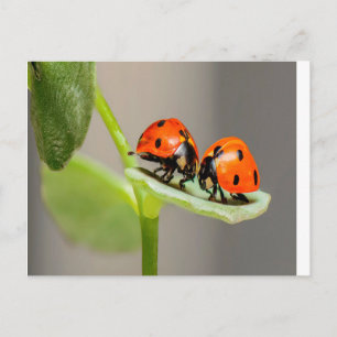 Kissing Ladybugs Vykort