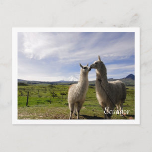 Kissing llamas Cotopaxi Ecuador Vykort