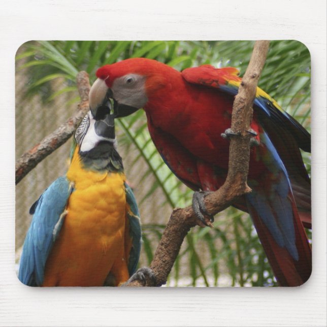 Kissing Macaws Musmatta (Framsidan)
