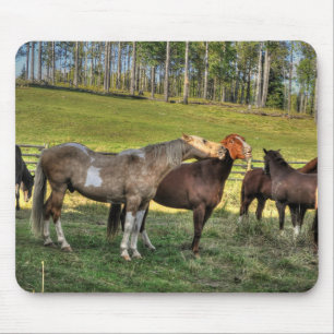 Kissing Pinto Stallion & Sorrel Mare Equine Photo Musmatta