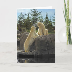 Kissing Polar Bears Kort