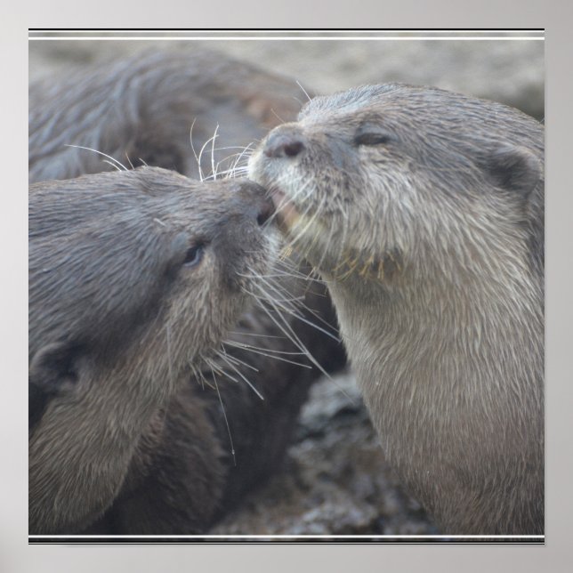 Kissing River Otters Poster (Framsidan)