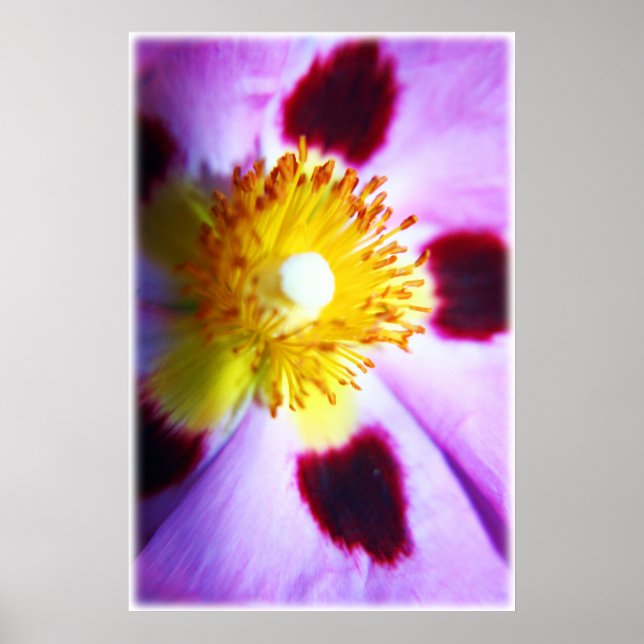 Kistusblomma Poster (Framsidan)