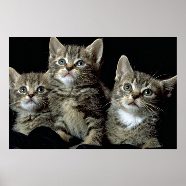 Kit Kat Klubb Poster (Framsidan)