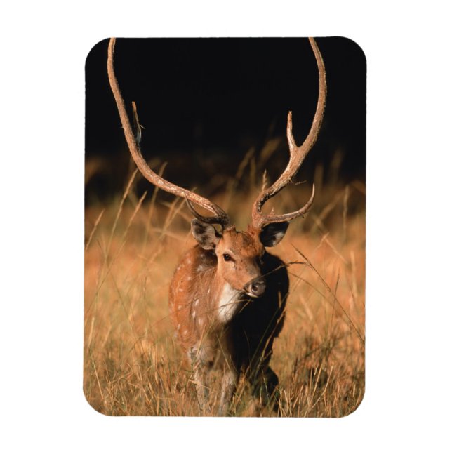 Kital Natural Habitat | Nationalparken Bandhavgar Magnet (Vertikal)