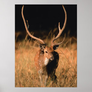 Kital Natural Habitat Nationalparken Bandhavgar Poster