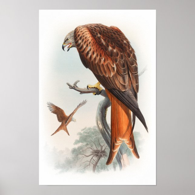 Kite Glead Hawk John Gould Birds of Underbar Brita Poster (Framsidan)