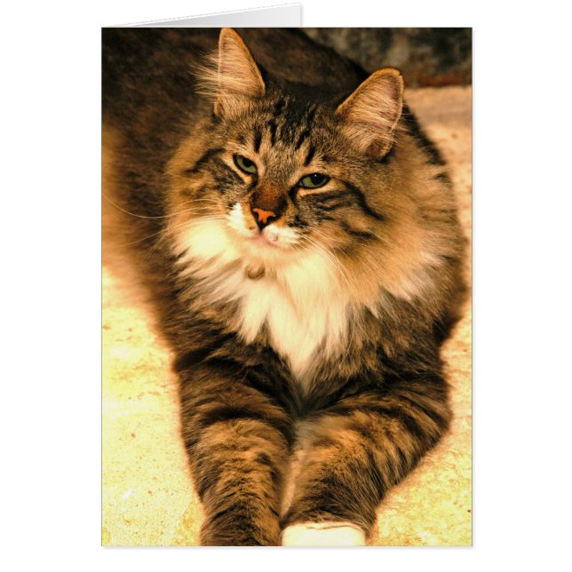 Kitt Hälsningskort (Framsidan)