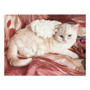 Kittängel Fototryck