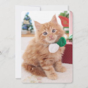 Kitten