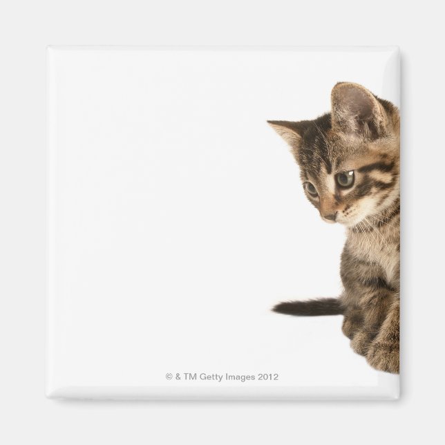 Kitten 2 magnet (Framsidan)