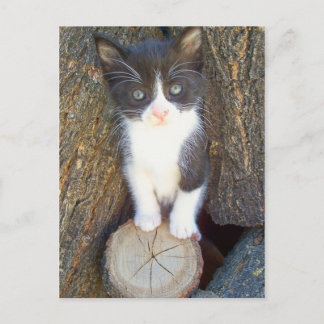 Kitten 2 vykort